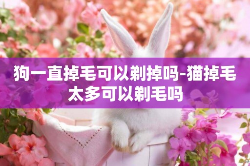 狗一直掉毛可以剃掉吗-猫掉毛太多可以剃毛吗